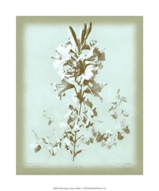 Dussurgey Lilium on Blue