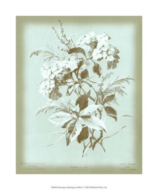 Dussurgey Hydrangea on Blue