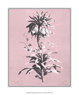 Dussurgey Imperiale on Pink