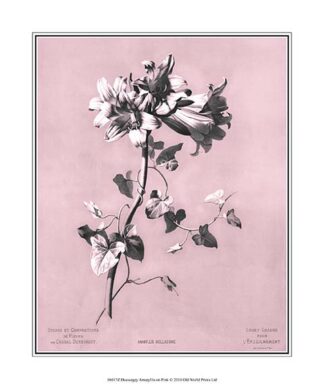 Dussurgey Amaryllis on Pink