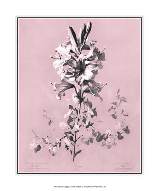 Dussurgey Lilium on Pink