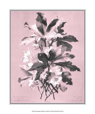 Dussurgey Ellebore on Pink