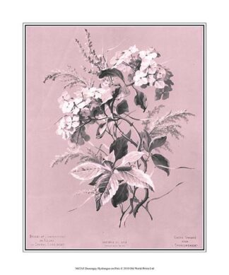 Dussurgey Hydrangea on Pink