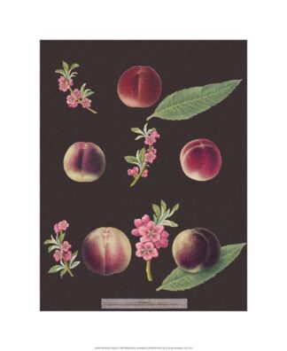 Brookshaw Peaches