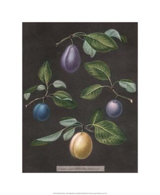 Brookshaw Plums