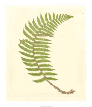 Broad Buckler Fern