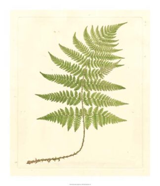 Soft Prickley Shield Fern