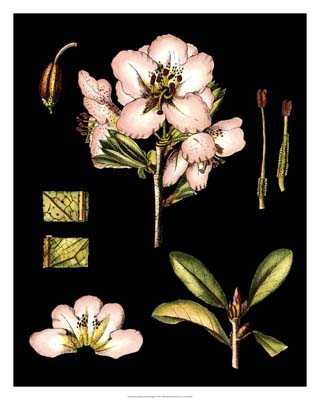 Black Background Floral Studies II