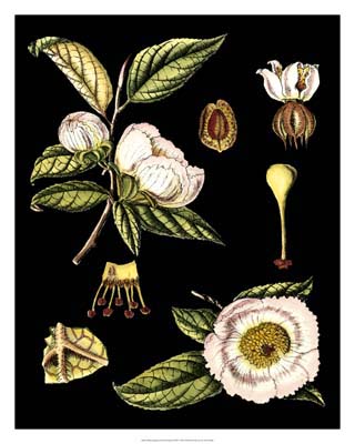 Black Background Floral Studies III