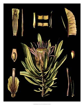 Black Background Floral Studies IV