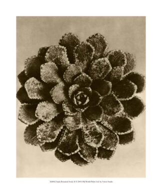 Sepia Botany Study II