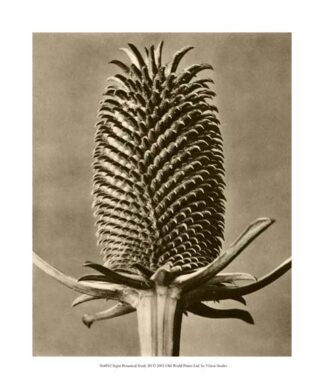 Sepia Botany Study III