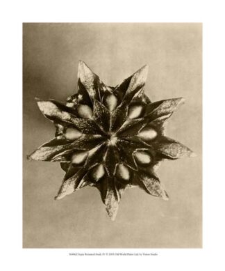 Sepia Botany Study IV