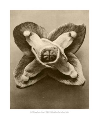 Sepia Botany Study V