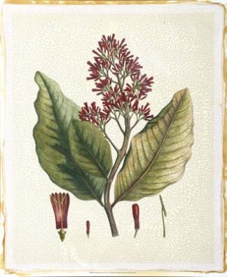 Crimson Botanical II