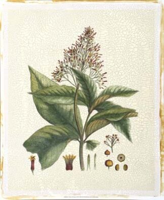 Crimson Botanical III