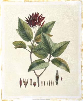 Crimson Botanical IV