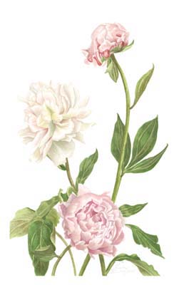 Peony I