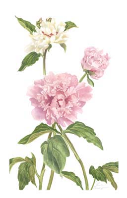 Peony II