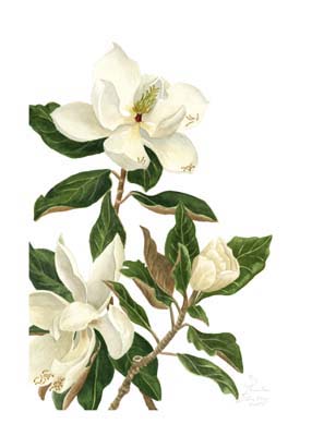 Magnolia I