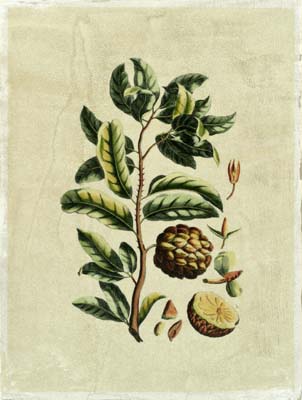 Crackled Buchoz Exotics I