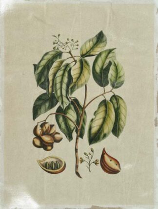 Crackled Buchoz Exotics II