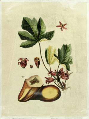 Crackled Buchoz Exotics III