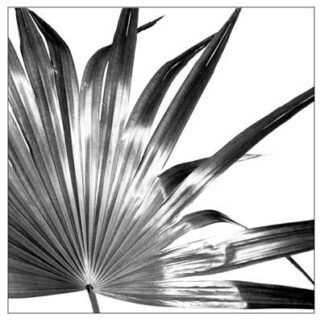 Black and White Palm I