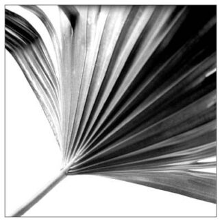 Black and White Palm II