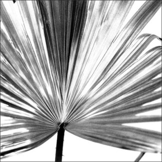 Black and White Palm III