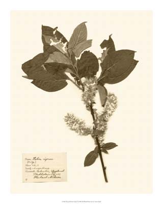 Pressed Flower Study I