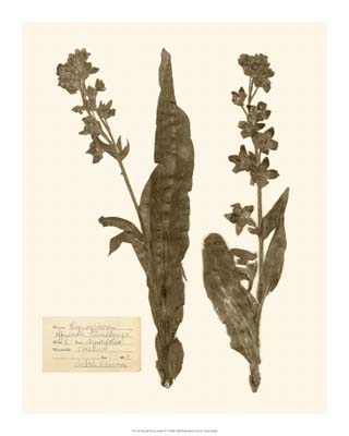 Pressed Flower Study IV