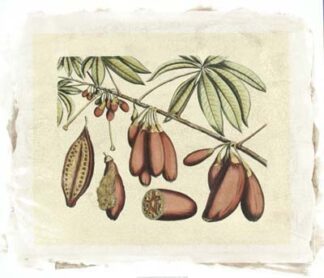 Crackled Van Rheet Botanical III