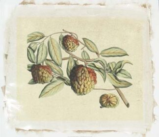 Crackled Van Rheet Botanical IV