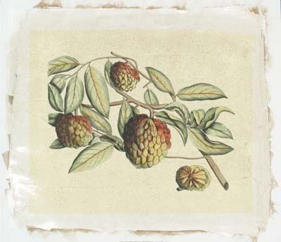 Crackled Van Rheet Botanical IV