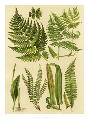 Fern Collection I