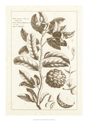 Sepia Buchoz Exotics I