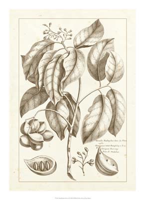 Sepia Buchoz Exotics II