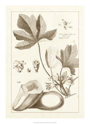 Sepia Buchoz Exotics III