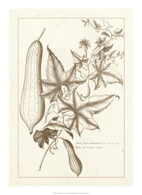 Sepia Buchoz Exotics IV