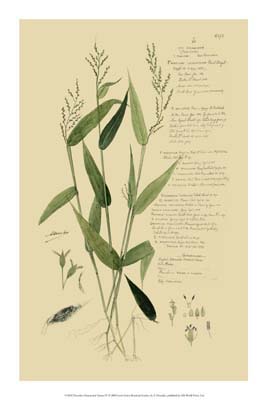 Descubes Ornamental Grasses IV