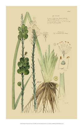 Descubes Ornamental Grasses VI