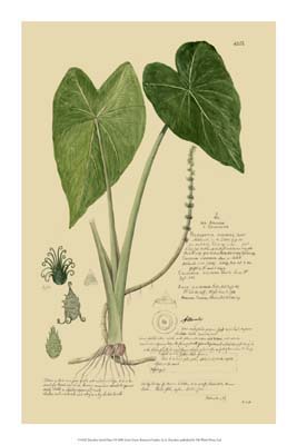 Descubes Aroid Plant I