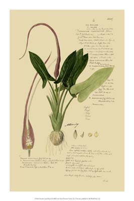 Descubes Aroid Plant II