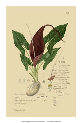 Descubes Aroid Plant IV