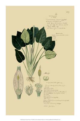 Descubes Tropical Grasses I