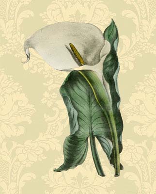 Calla w/background (A)
