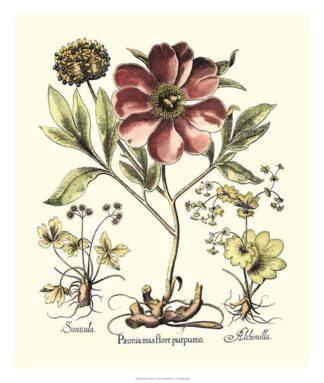 Framboise Floral I