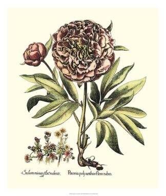 Framboise Floral III