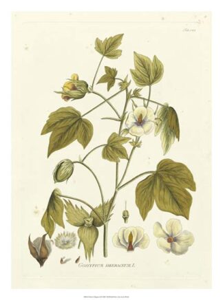 Nature's Elegance II